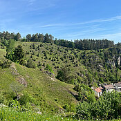 Eine der untersuchten Flächen: Ein Kalkmagerrasen bei Pottenstein in der Fränkischen Schweiz. 