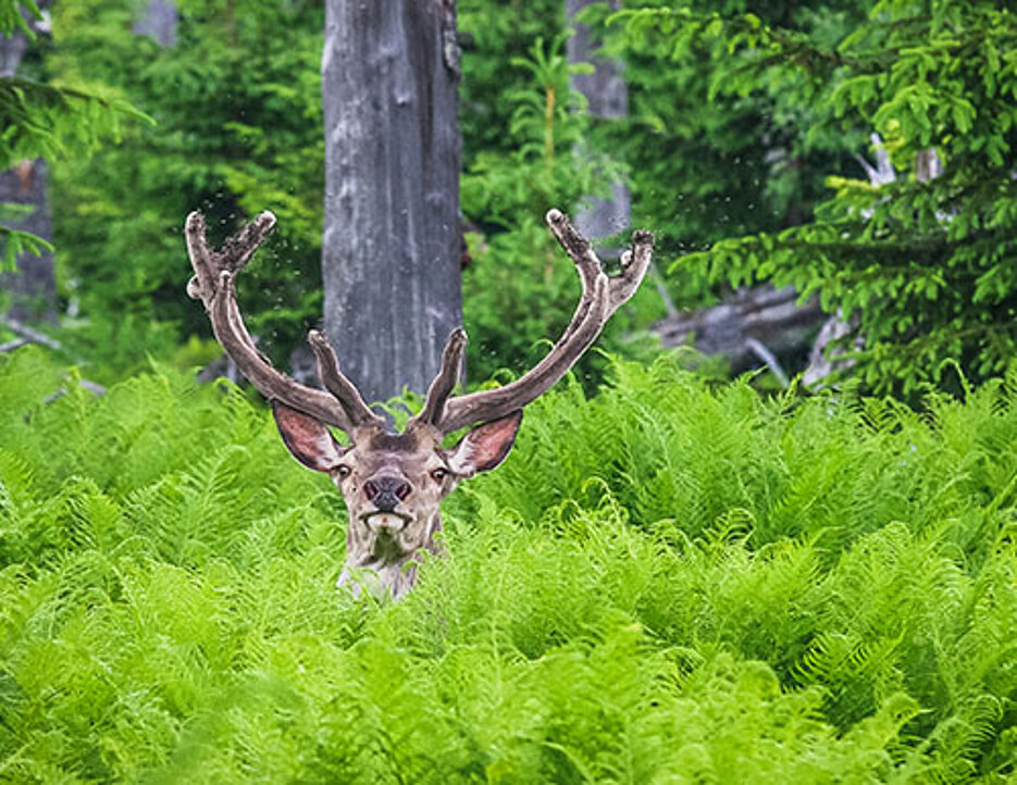 Rothirsch im Wald