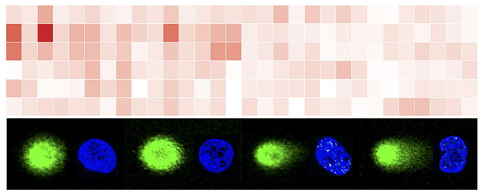 NEAT1 schützt das Genom in humanen U2OS Zellen. Anreicherung von NEAT1 an DNA-Doppelstrangbrüchen (NGS data, oben) und verminderte DNA-Schadensantwort in Zellen mit unterdrückter NEAT1 Expression (Mischdaten aus Konfokalmikroskopie, unten). 