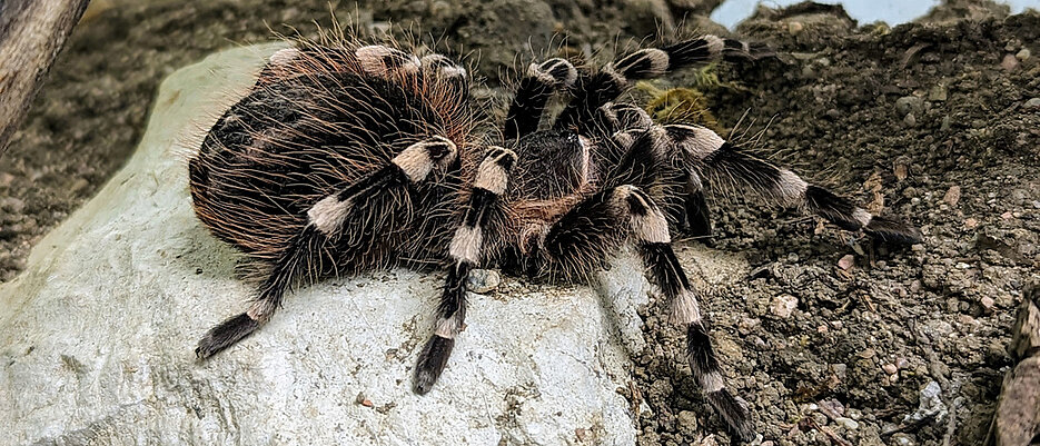 Spinne „Aragog“: Im Zentrum für Psychische Gesundheit am UKW wird untersucht, wie sich eine übermäßige Angst vor Spinnen therapieren lässt. 