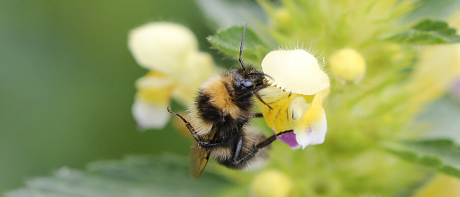 247 Wildbienen- und andere Insektenarten hat ein Forschungsteam der Uni Würzburg in Dörfern in Mainfranken und der Rhön gezählt. Die Garten-Hummel, Bombus hortorum, ist eine von ihnen.