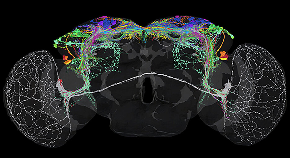 Die Aufnahme zeigt alle Neuronen (farblich kodiert nach Typ), die das circadiane Uhrnetzwerk von Drosophila bilden. 