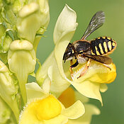 Dieses Exemplar einer „Großen Wollbiene“ (Anthidium manicatum) hat das Forschungsteam auf einem Kalkmagerrasen entdeckt. 