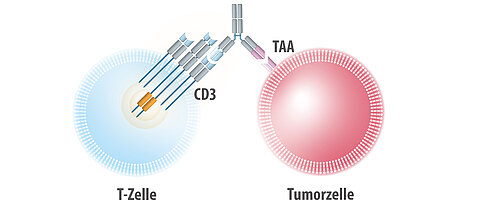 Als bispezifischer Antikörper verbindet Tarlatamab die T-Zellen als Abwehrzellen mit der Tumorzelle als Ziel. Tarlatamab richtet sich gegen das tumorassoziierte Antigen (TAA), wie zum Beispiel das Protein Delta-like Ligand 3 (DLL3), das auf SCLC-Zellen überexprimiert wird und bindet gleichzeitig an das CD3-Protein auf der Oberfläche der T-Zellen, das für die Aktivierung und Signalübertragung der T-Zellen notwendig ist. © M.-E. Goebeler & A. Wenzl / UKW